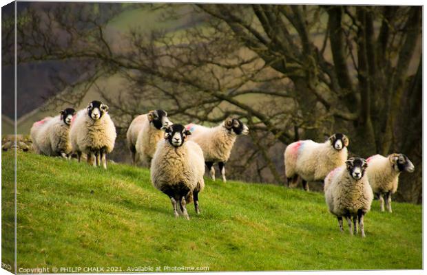 Sheep grazing in the Yorkshire dales. 406  Canvas Print by PHILIP CHALK