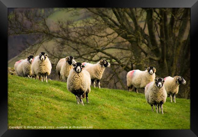 Sheep grazing in the Yorkshire dales. 406  Framed Print by PHILIP CHALK