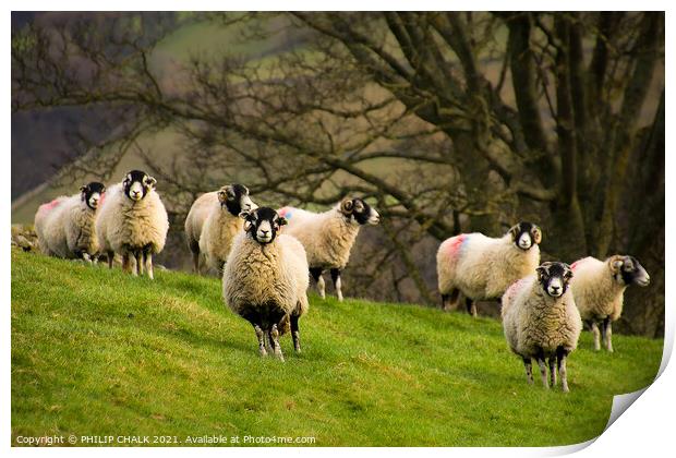 Sheep grazing in the Yorkshire dales. 406  Print by PHILIP CHALK