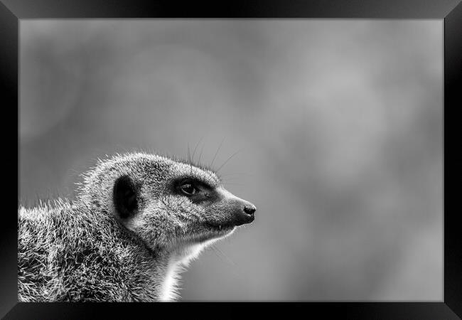 Slended tailed meerkat Framed Print by Jason Wells