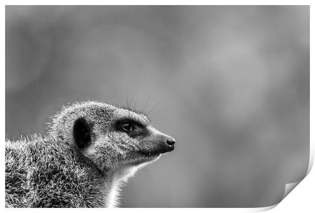Slended tailed meerkat Print by Jason Wells