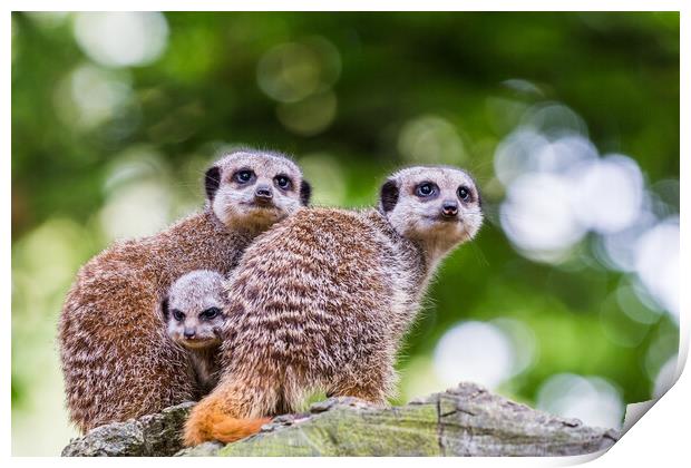 Baby meerkat between its parents Print by Jason Wells
