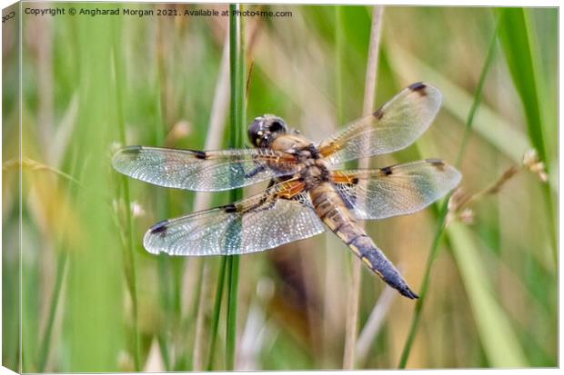 Four Spotted Chaser Canvas Print by Angharad Morgan