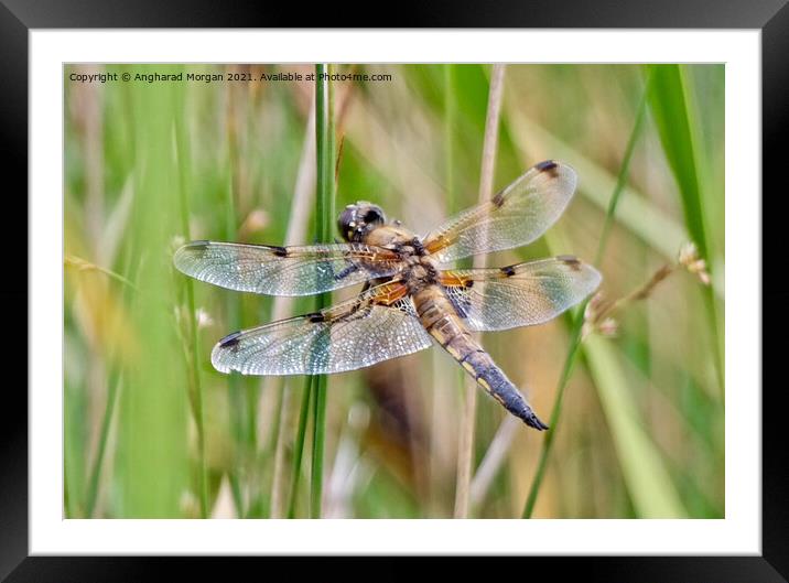 Four Spotted Chaser Framed Mounted Print by Angharad Morgan