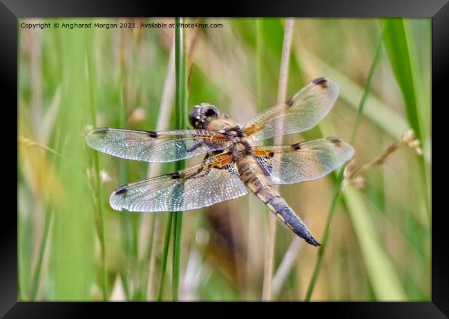 Four Spotted Chaser Framed Print by Angharad Morgan