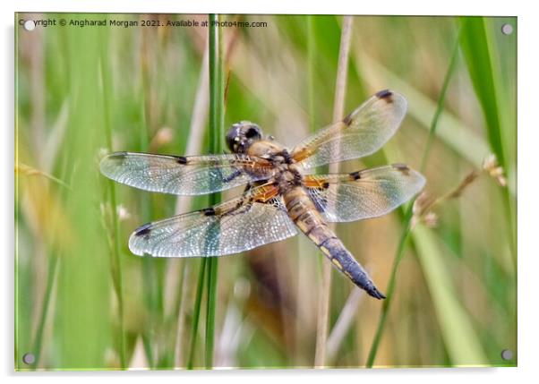 Four Spotted Chaser Acrylic by Angharad Morgan