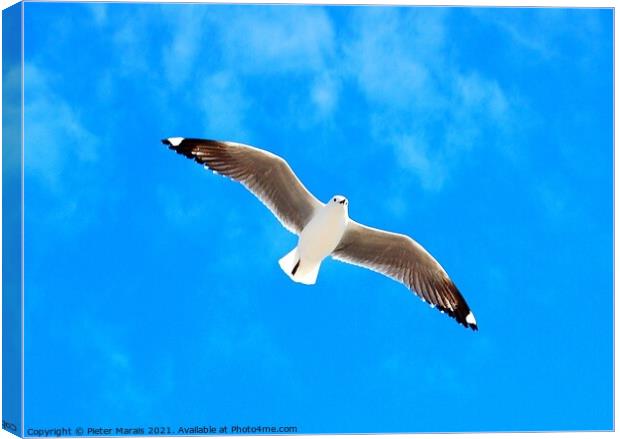 Seagull against blue sky Canvas Print by Pieter Marais