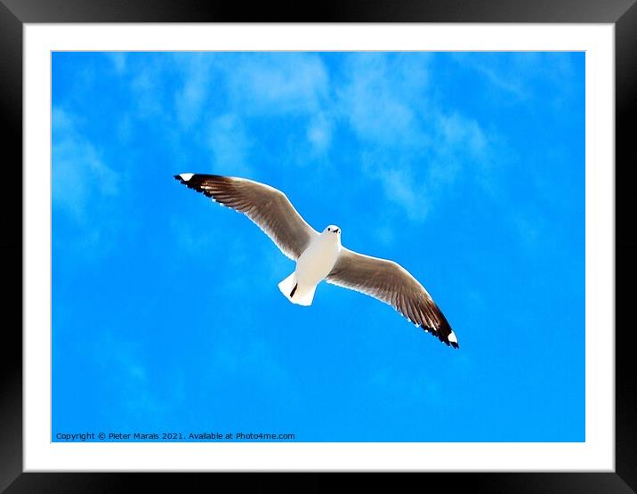 Seagull against blue sky Framed Mounted Print by Pieter Marais