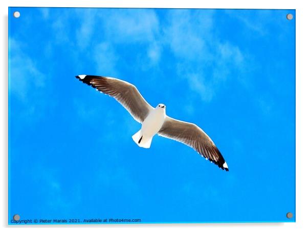 Seagull against blue sky Acrylic by Pieter Marais