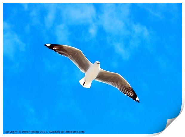 Seagull against blue sky Print by Pieter Marais