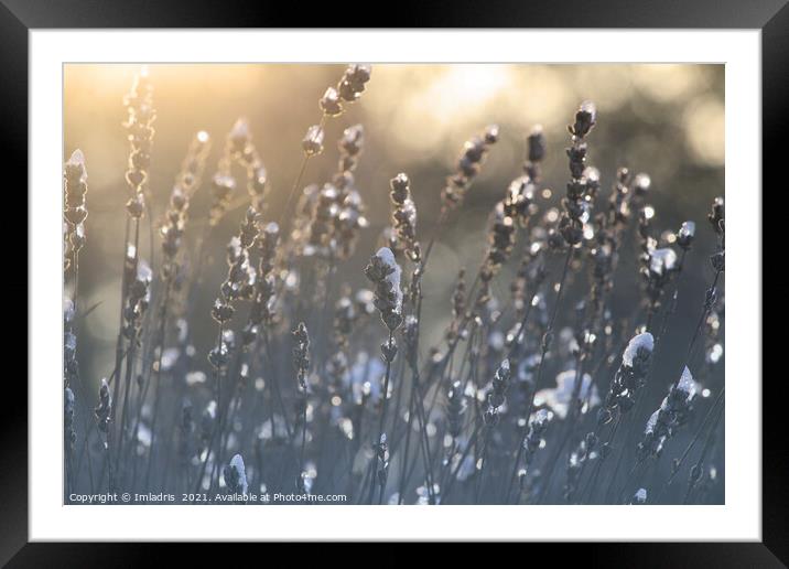 Icy Lavender Blooms Winter Sunrise Framed Mounted Print by Imladris 