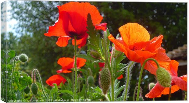 Wild Poppies Canvas Print by Antoinette B