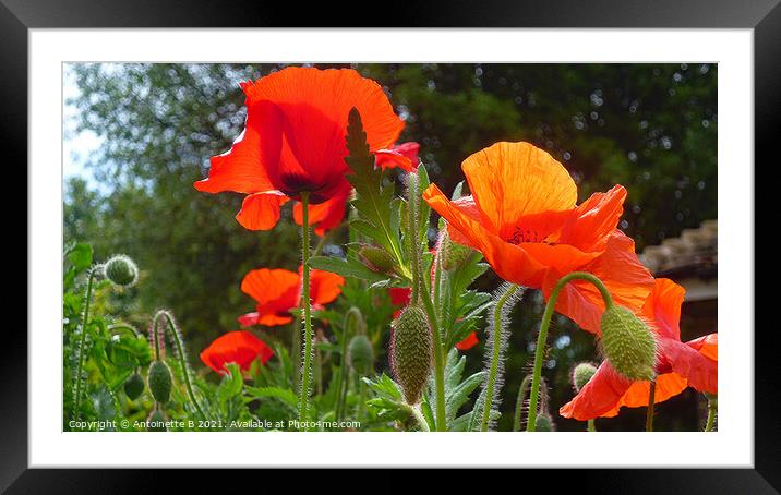 Wild Poppies Framed Mounted Print by Antoinette B