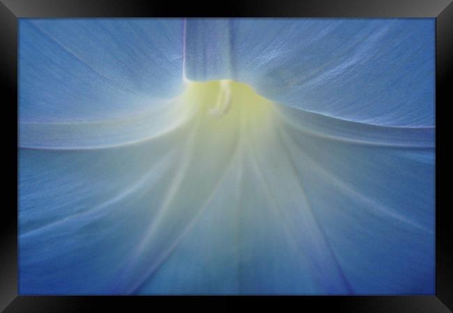 Delicate morning glory Framed Print by Donna-Marie Parsons