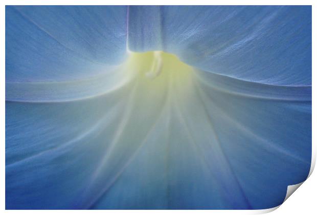 Delicate morning glory Print by Donna-Marie Parsons
