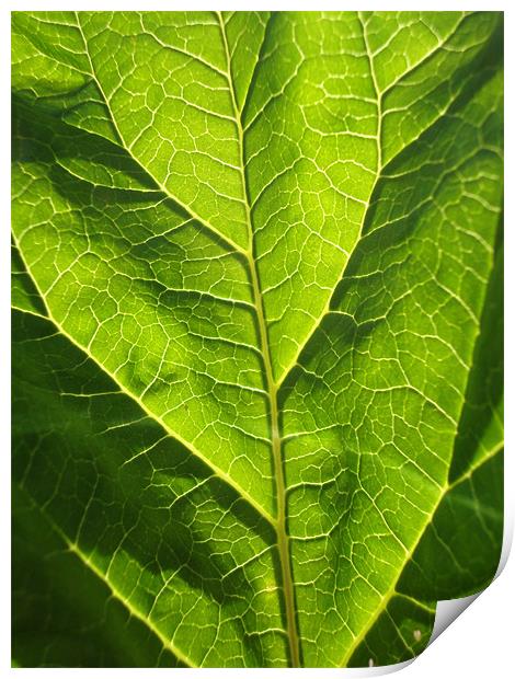 Rhubarb leaf Print by Donna-Marie Parsons