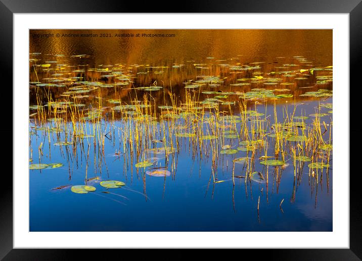 Water lilies in a Welsh lake Framed Mounted Print by Andrew Kearton