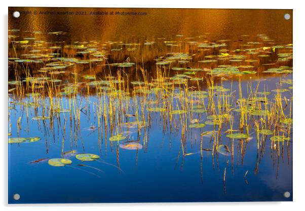 Water lilies in a Welsh lake Acrylic by Andrew Kearton