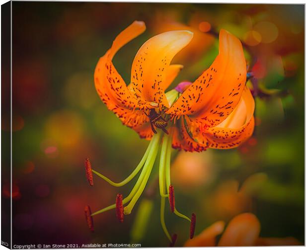 Tiger Lilly and friend  Canvas Print by Ian Stone