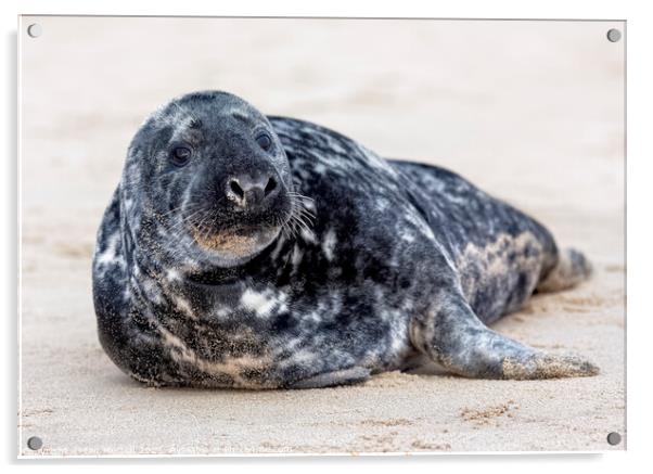 Ernie the Seal Acrylic by Ian Merton