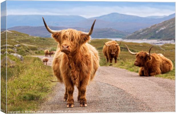 Highland Cattle Kinloch Hourn Scottish Highlands Canvas Print by Barbara Jones