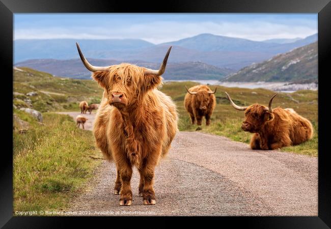 Highland Cattle Kinloch Hourn Scottish Highlands Framed Print by Barbara Jones