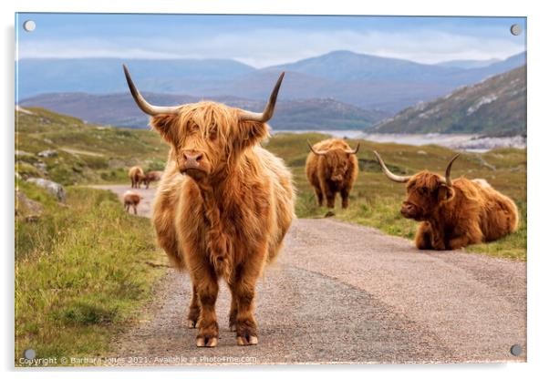 Highland Cattle Kinloch Hourn Scottish Highlands Acrylic by Barbara Jones