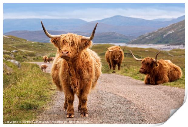 Highland Cattle Kinloch Hourn Scottish Highlands Print by Barbara Jones