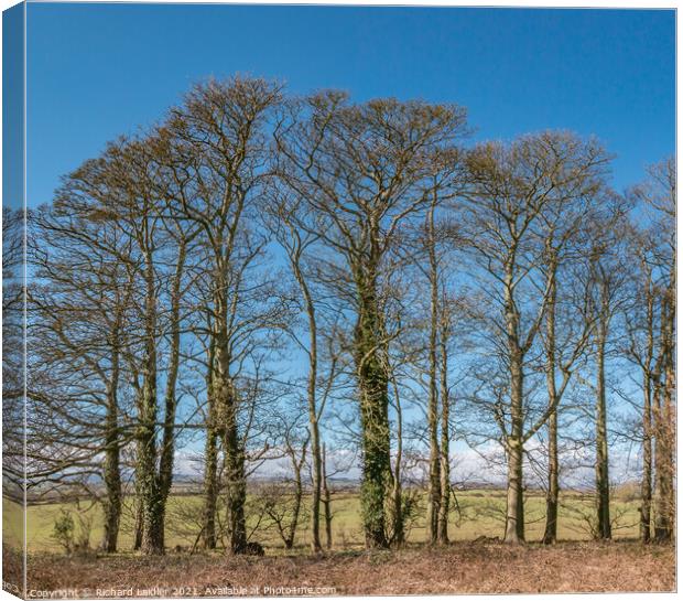 Wycliffe Sycamores in Early Spring Sunshine Canvas Print by Richard Laidler