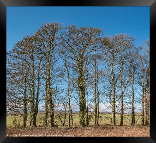 Wycliffe Sycamores in Early Spring Sunshine Framed Print by Richard Laidler