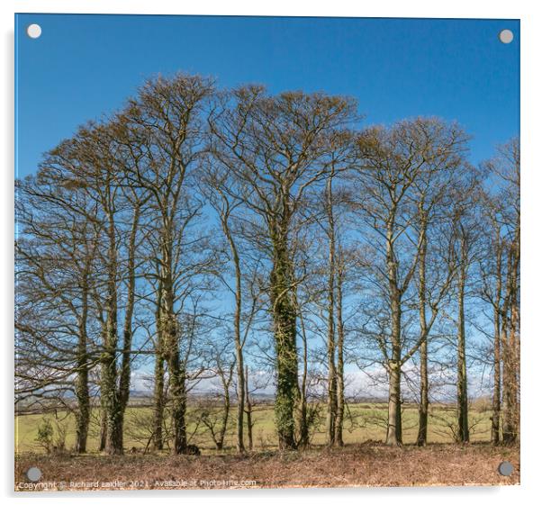 Wycliffe Sycamores in Early Spring Sunshine Acrylic by Richard Laidler