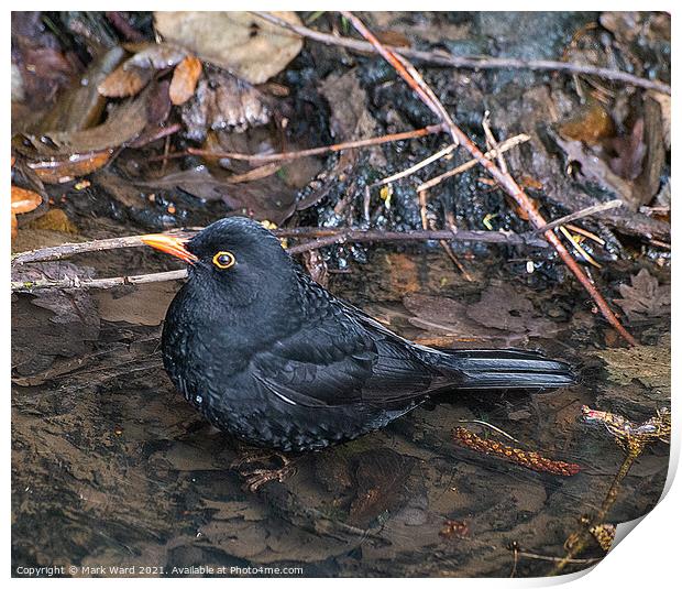 Male Blackbird Print by Mark Ward