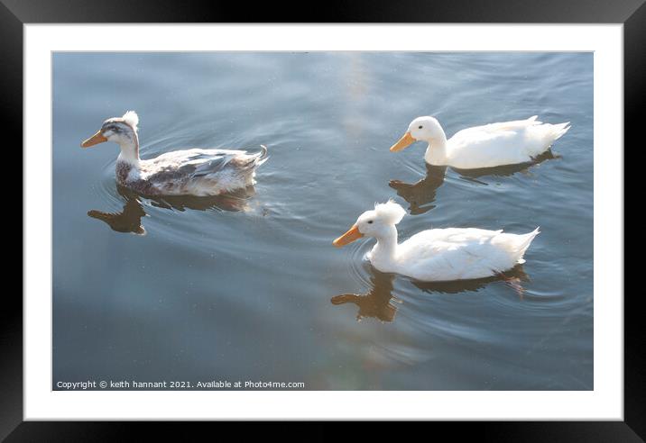 crested duck or punk duck  Framed Mounted Print by keith hannant