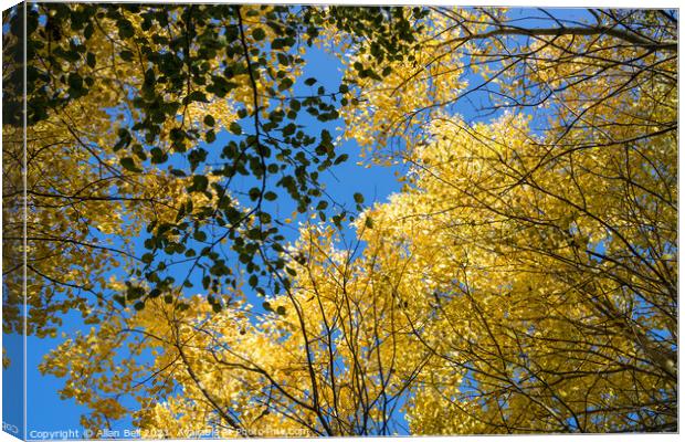 Golden Leaves in Canopy against Blue Sky Canvas Print by Allan Bell