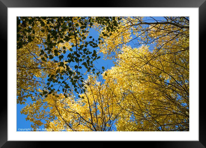 Golden Leaves in Canopy against Blue Sky Framed Mounted Print by Allan Bell
