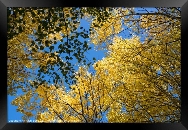 Golden Leaves in Canopy against Blue Sky Framed Print by Allan Bell