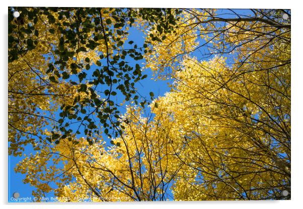 Golden Leaves in Canopy against Blue Sky Acrylic by Allan Bell