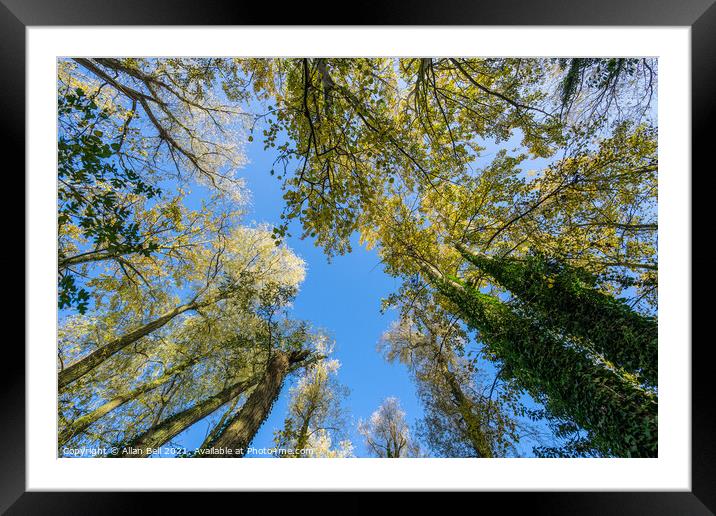 Tree Canopy in Autumn Framed Mounted Print by Allan Bell