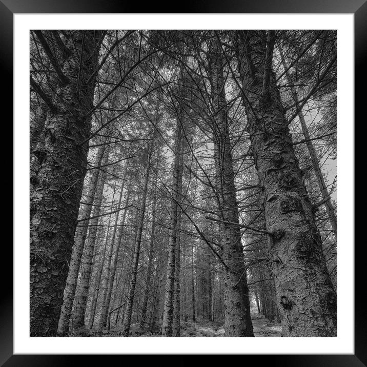 A walk amongst the Pines Framed Mounted Print by mary spiteri
