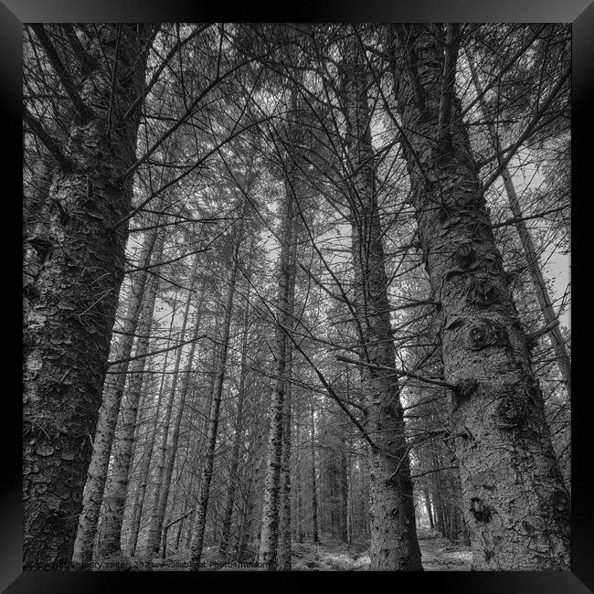 A walk amongst the Pines Framed Print by mary spiteri
