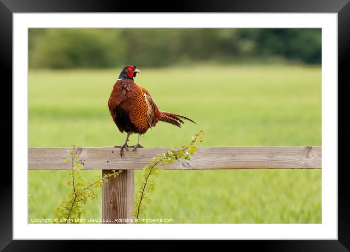 Wild pheasant male bird sat on a wooden fence in N Framed Mounted Print by Simon Bratt LRPS