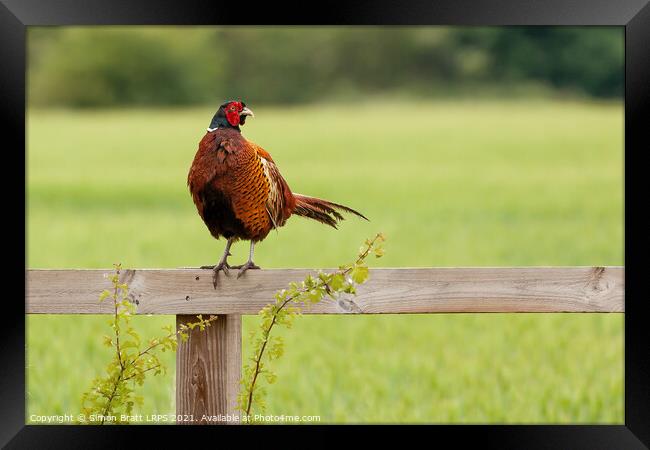 Wild pheasant male bird sat on a wooden fence in N Framed Print by Simon Bratt LRPS