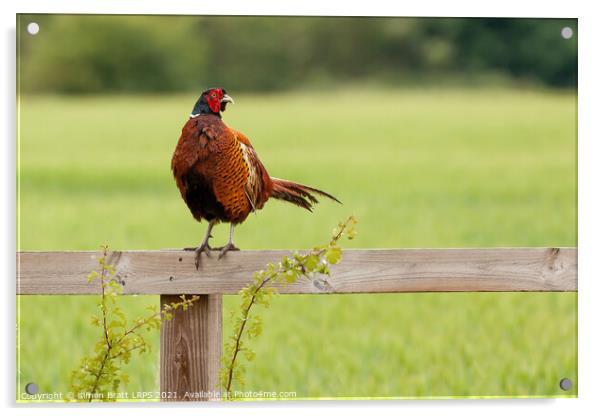 Wild pheasant male bird sat on a wooden fence in N Acrylic by Simon Bratt LRPS