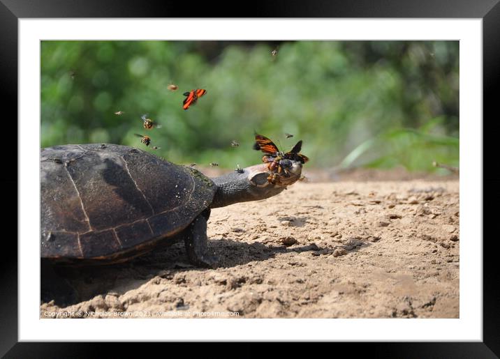 Amazon Turtle Framed Mounted Print by Nicholas Brown