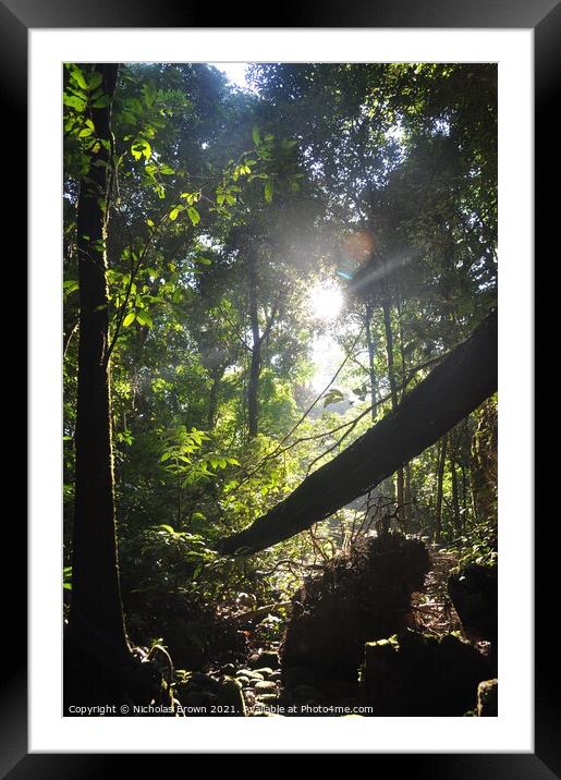 Jungle, Sabah, Borneo Framed Mounted Print by Nicholas Brown