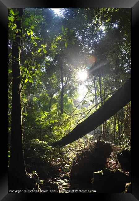 Jungle, Sabah, Borneo Framed Print by Nicholas Brown