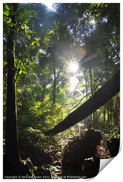 Jungle, Sabah, Borneo Print by Nicholas Brown