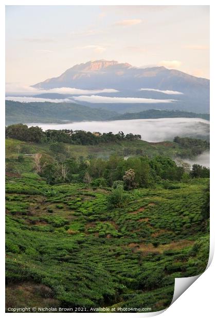 Mt Kinabalu above Tea plantations Print by Nicholas Brown