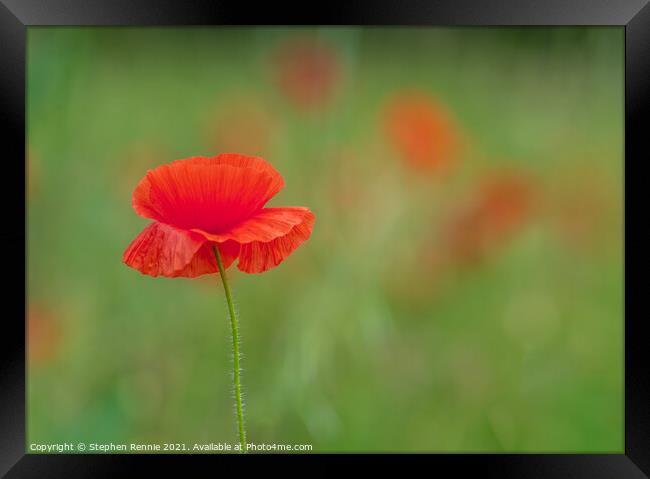 Red Poppy flower (Papaver rhoeas) Framed Print by Stephen Rennie