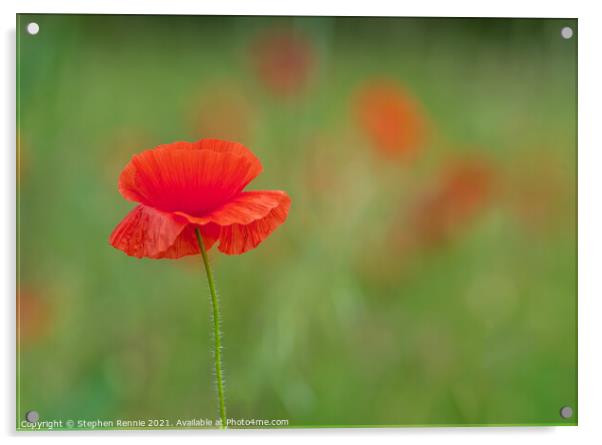 Red Poppy flower (Papaver rhoeas) Acrylic by Stephen Rennie